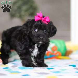 Brooke, Yorkie Poo Puppy